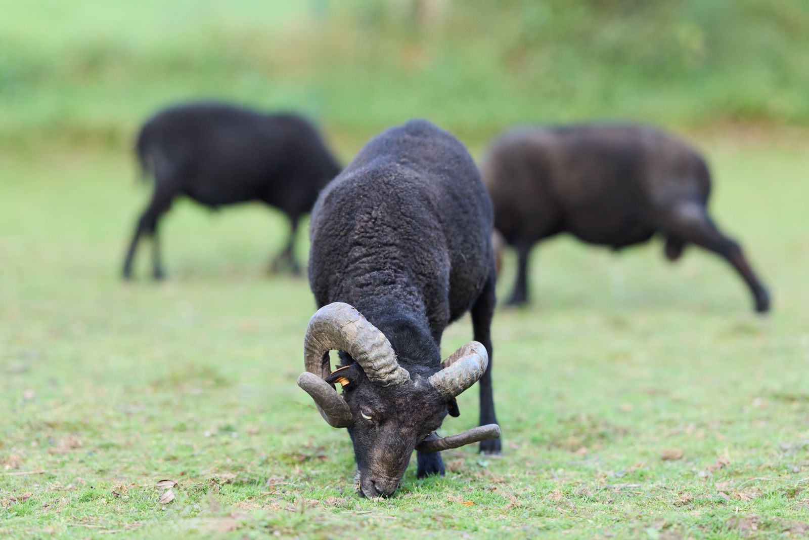 Mouton noir paissant dans une prairie verdoyante