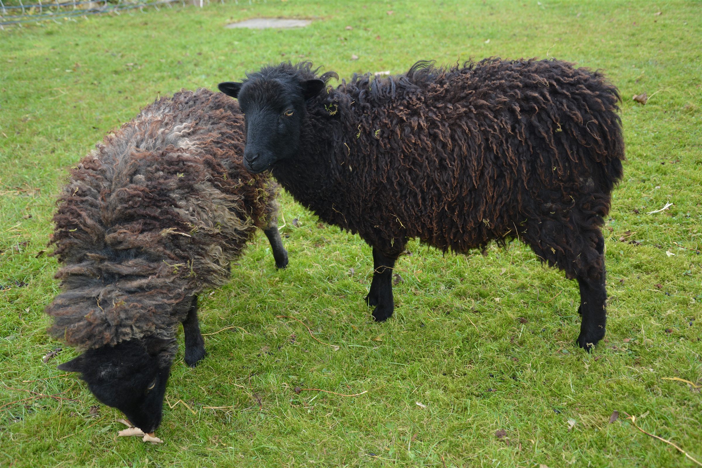 Deux moutons d'Ouessant noirs paissant dans un pré verdoyant